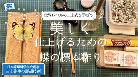 展翅台|【超蝶話⑤ プロが教える標本作り】世界一美しく仕。